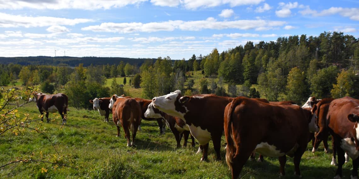 Köttdjur Foto Växa