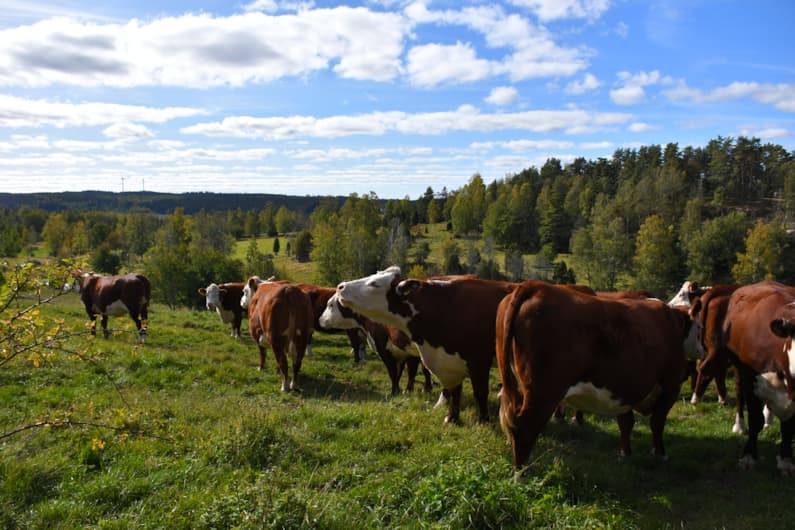 Köttdjur Foto Växa