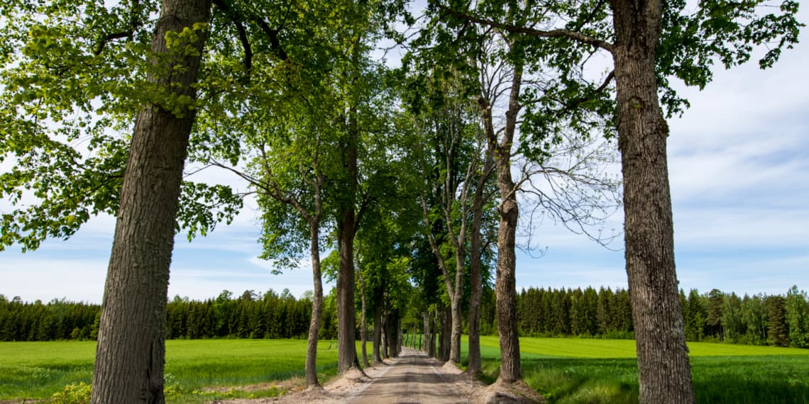 Road leading to farm