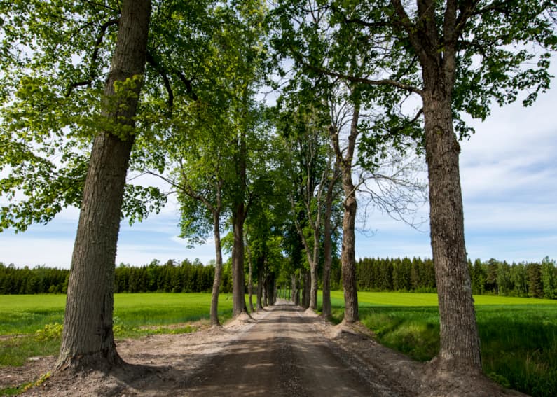 Road leading to farm