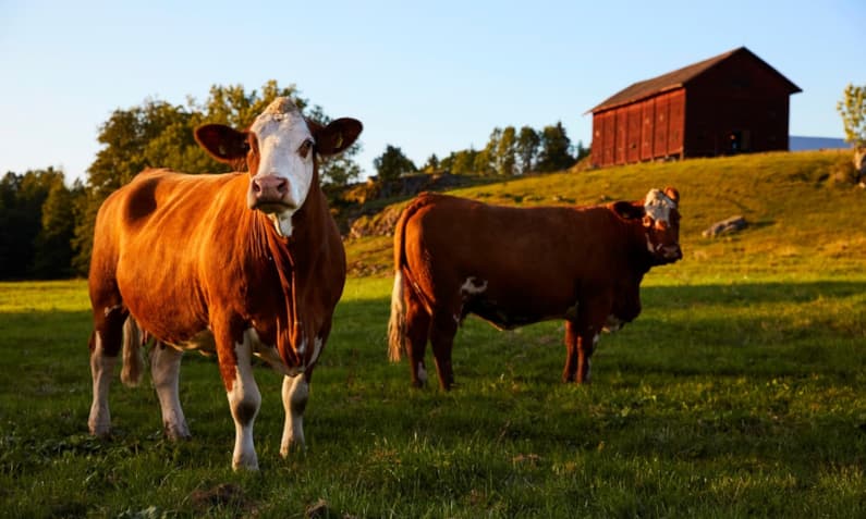 Cows Barn Unsplash