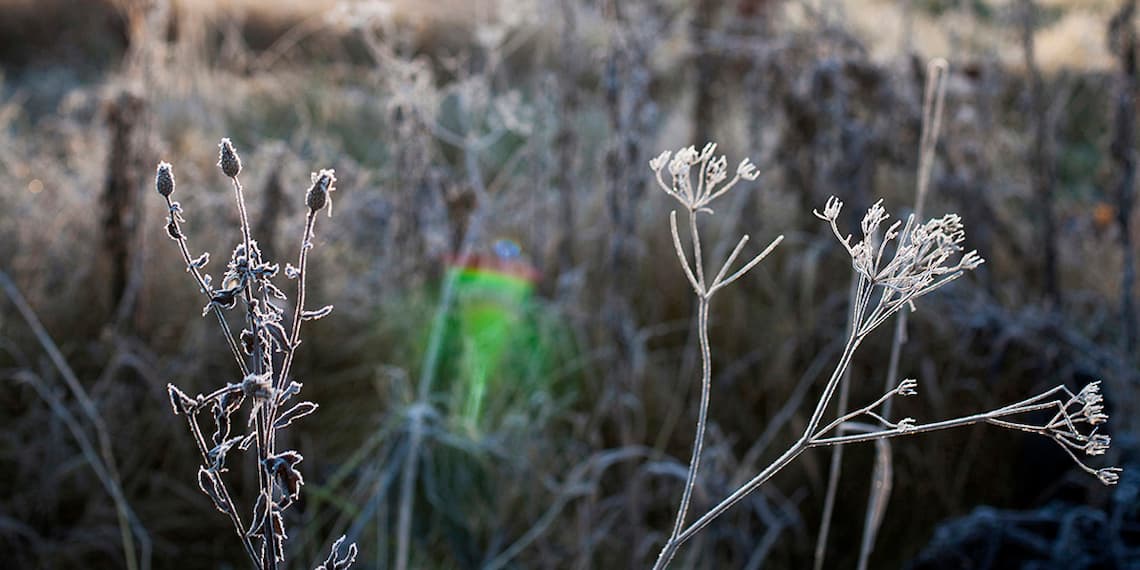 Nature frosty landscape vaaka