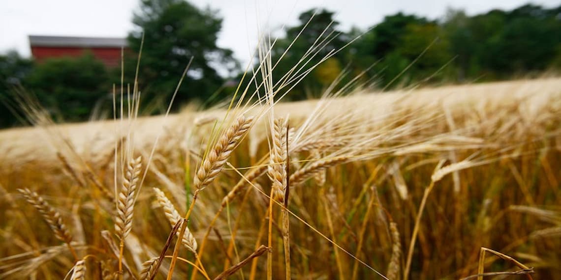 Nature field